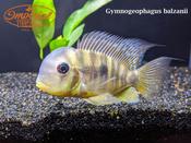 Geophagus Balzanii 3" image