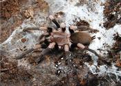 Himalayan Banded Earthtiger Tarantula | Haplocosmia himalayana s/med