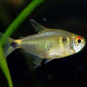 Head &amp; Tail Ligth Tetra ML