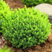 Hebe 'Emerald Green' 2 Litre