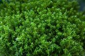 Hebe 'Green Globe' 3 Litre image