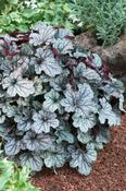 Heuchera 'Jade Gloss' image