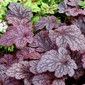 Heuchera 'Plum Pudding' image