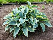 Hosta Fortunei 'Aureomarginata' (3 Litre) image