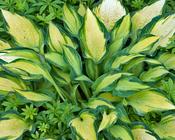 Hosta Happy Dayz  3L image
