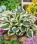 Hosta 'Patriot' image