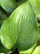 Hosta 'Sum and Substance' image