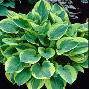 Hosta 'Wide Brim' image