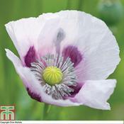 Poppy Album