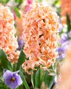 Hyacinth 'Gipsy Queen' (4 Pack) image