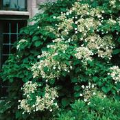 Hydrangea anomala subsp. petiolaris | Climbing Hydrangea image