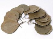 Cobra Leaves image