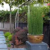 Equisetum hyemale | Horsetail P9