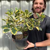 Ilex × altaclerensis 'Golden King' image