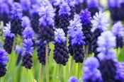 Muscari latifolium | Grape Hyacinth (20 Pack) image