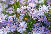 Aster 'Little Carlow' 2L image