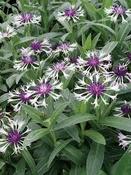 Centaurea 'Amethyst in Snow' image