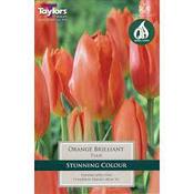Tulip 'Orange Brilliant' – 9 Bulbs
