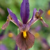 Iris hollandica 'Black Beauty' (12 Pack) image