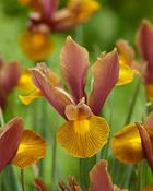 Dutch Iris 'Lion King' – 12 Bulbs