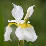 Iris sibirica 'White Swirl' 2L image