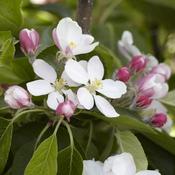 Apple 'James Grieve' 10 Litre image