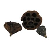 Betta Choice Lotus Pods