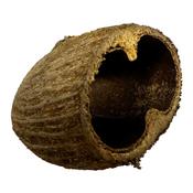 Palm Pods