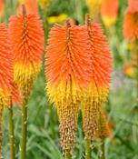 Kniphofia Nobilis 3L image