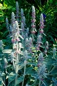 Stachys byzantina | Lamb's Ear (2 Litre) image