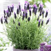 Lavender stoechas | French Lavender 2L image