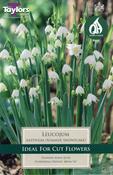 Leucojum Aestivum 'Snowflake' Bulbs (6 pack) image