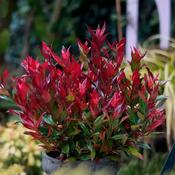 Leucothoe fon Little Flames 2L