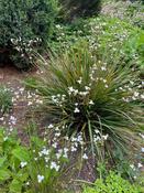 Libertia ixioides 2L image