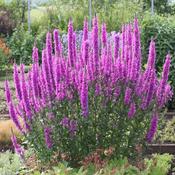 Lythrum sal. 'Fairytales Rose' 2L image