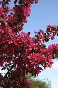 Malus toringo 'Scarlett' | Flowering Crab Apple Tree 10 Litre image