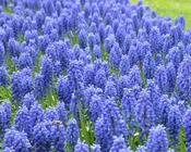 Muscari armeniacum | Grape Hyacinth (75 Pack) image
