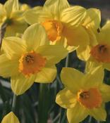 Daffodil 'Fortune' – 2kg Bag