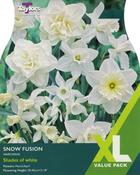 Daffodil 'Snow Fusion' – 15 Bulbs image