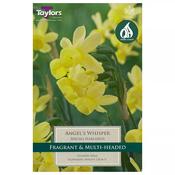 Daffodil 'Angel's Whisper' – 8 Bulbs image
