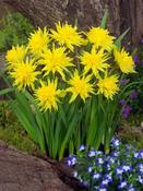 Daffodil Narcissus 'Rip Van Winkle' (7 Pack) image