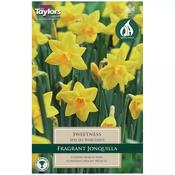 Daffodil 'Sweetness' – 15 Bulbs