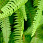Nephrolepis exal. 'Green Lady' / P18, hanging pot image