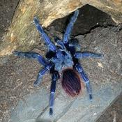 Brazilian Blue Tarantula | Lasiocyano (ex. Pterinopelma) sazimai (S/Med)