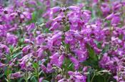 Penstemon 'Sour Grapes' - 2Ltr image