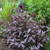 Persicaria 'Red Dragon'   2L image