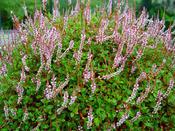 Persicaria vacciniifolia image