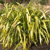 Phormium 'Yellow Wave' image