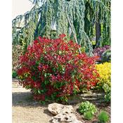 Photinia × fraseri 'Carré Rouge' 5 Litre image