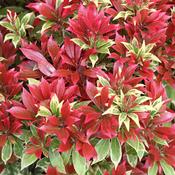 Pieris japonica 'Carnaval' / 20-25 CM C2 image